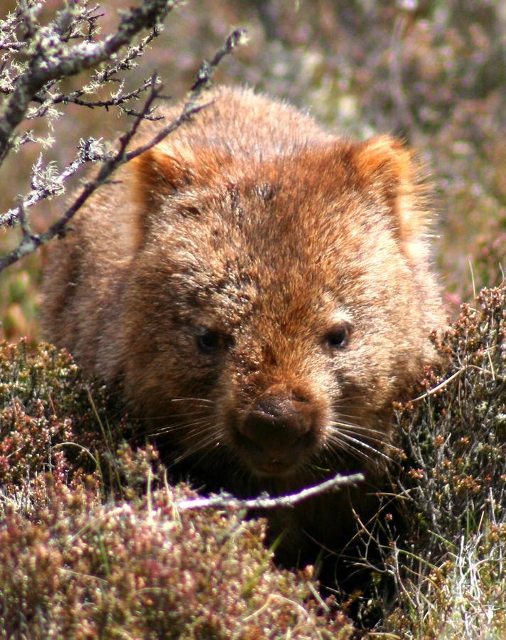 Wombat Cabin Villa Moina Екстериор снимка